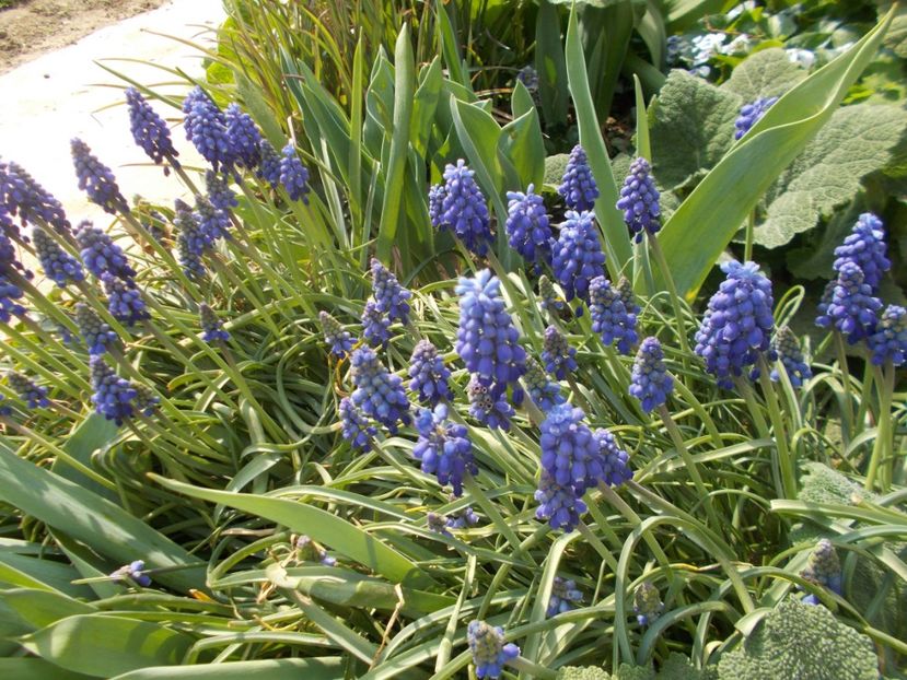  - 2019 Flori de gradina