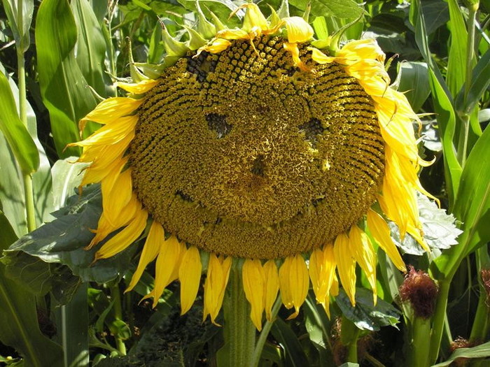 smiley_sunflower - Smiley