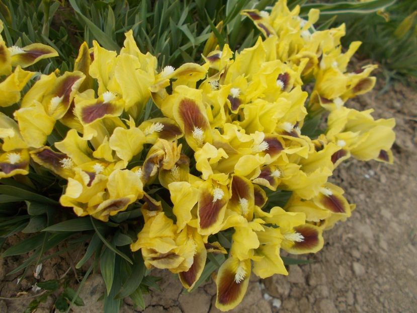  - 2019 Flori de gradina