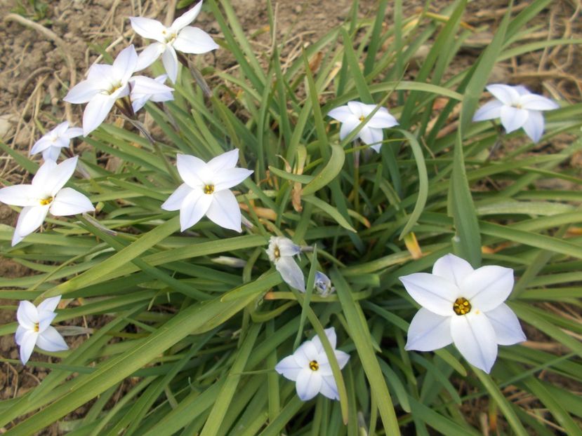  - 2019 Flori de gradina