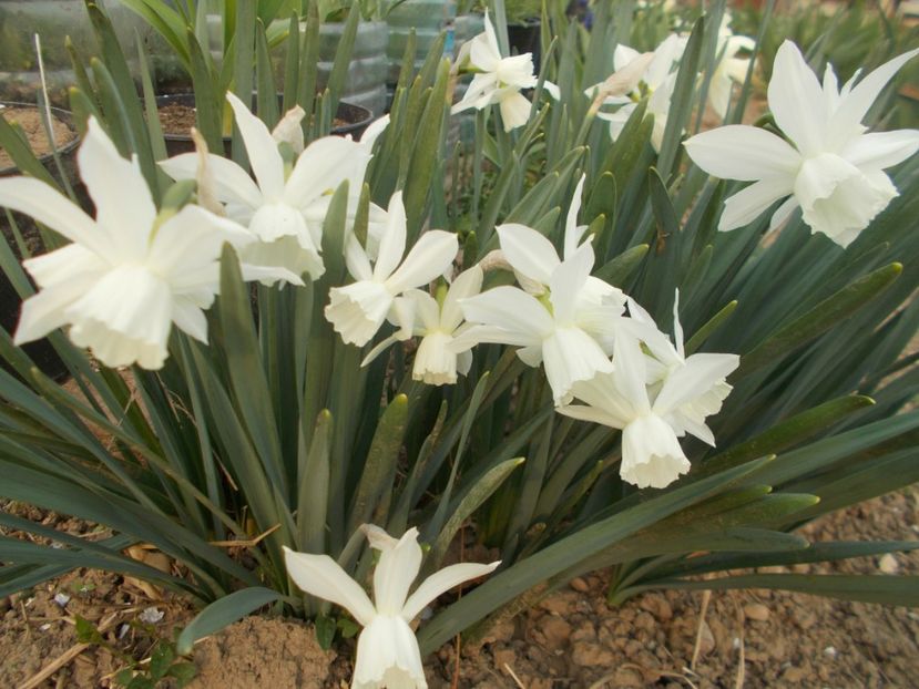  - 2019 Flori de gradina