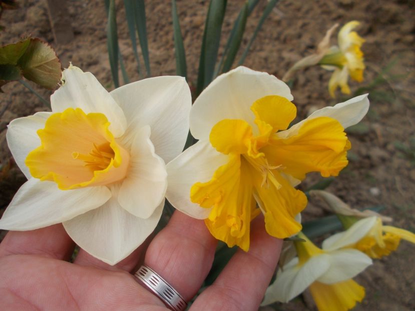  - 2019 Flori de gradina