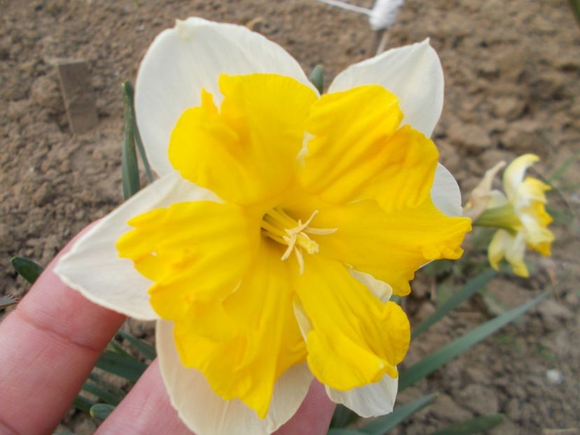  - 2019 Flori de gradina