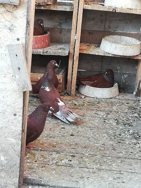  - ZBURATORI-DE-TÂRGOVIȘTE