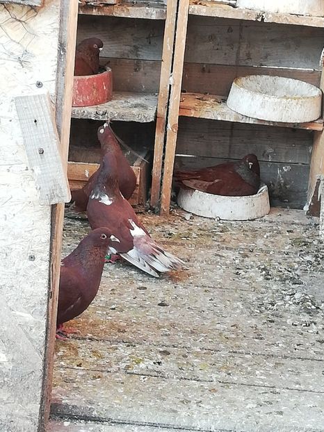  - ZBURATORI-DE-TÂRGOVIȘTE