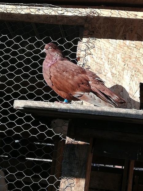  - ZBURATORI-DE-TÂRGOVIȘTE