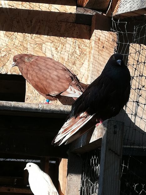  - ZBURATORI-DE-TÂRGOVIȘTE