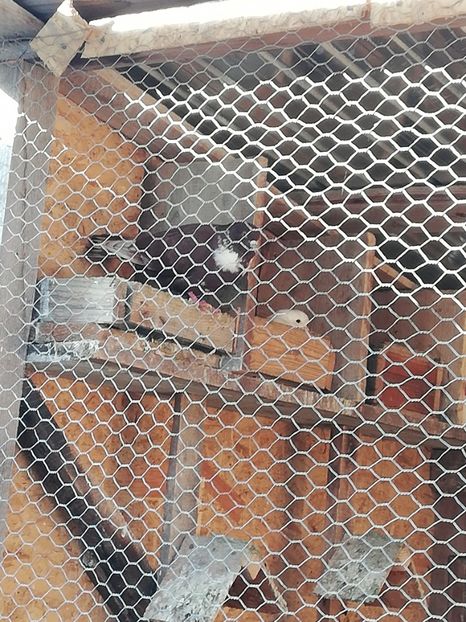  - ZBURATORI-DE-TÂRGOVIȘTE