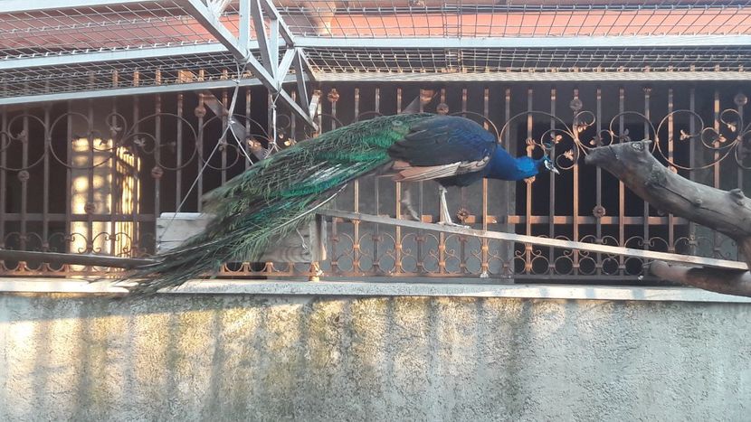  - A-2-Pauni umar negru