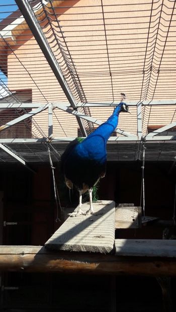  - A-2-Pauni umar negru