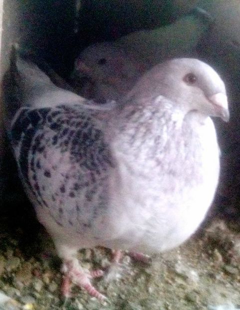  - - A - CRESCATOR POLIVALENT