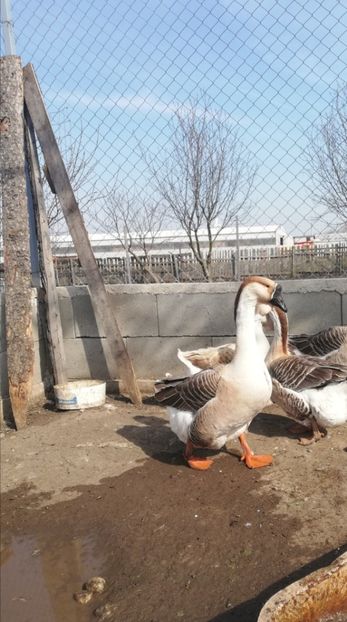  - A1 Gâște Africane matca 2019