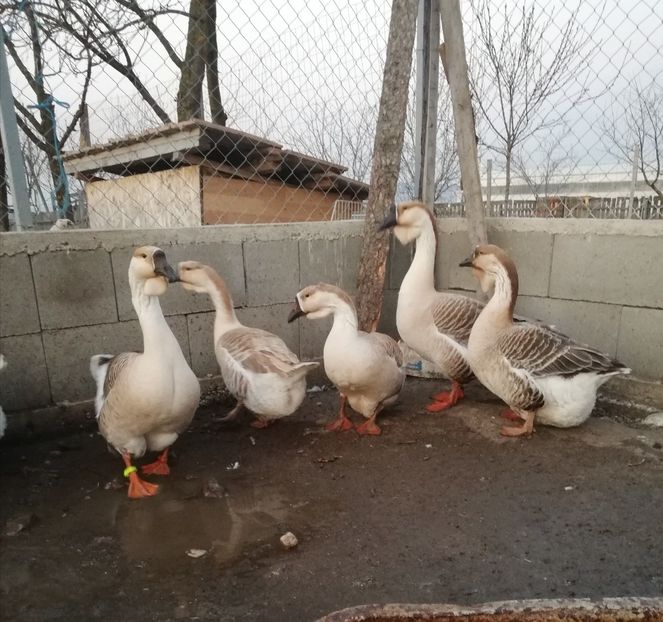  - A1 Gâște Africane matca 2019