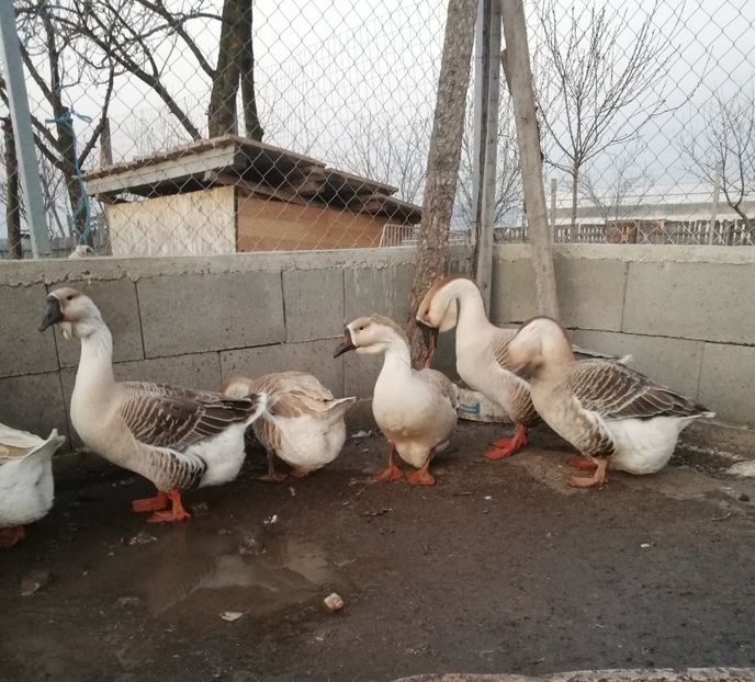  - A1 Gâște Africane matca 2019