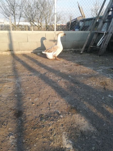 2018 - A1 Gâște Africane matca 2019