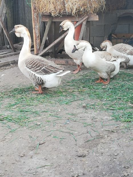  - A1 Gâște Africane matca 2019