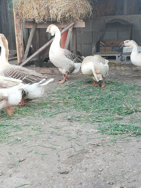  - A1 Gâște Africane matca 2019