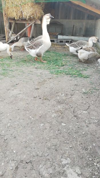  - A1 Gâște Africane matca 2019