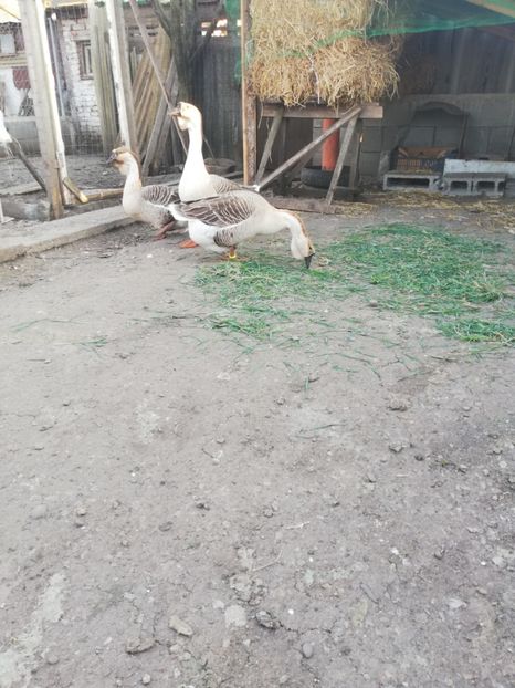  - A1 Gâște Africane matca 2019