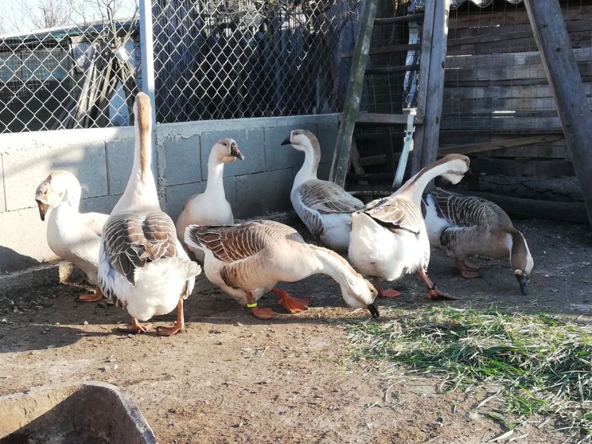  - A1 Gâște Africane matca 2019