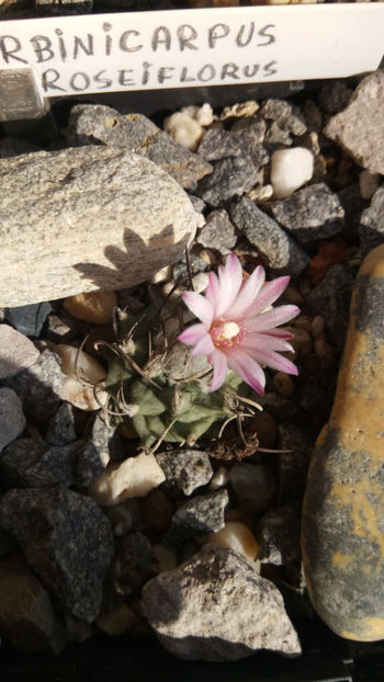 28.03.2019 - Turbinicarpus roseiflorus