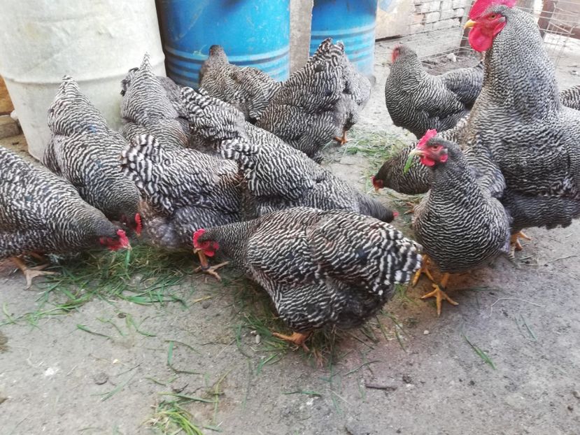  - Plymouth rock barat și Wiandotte