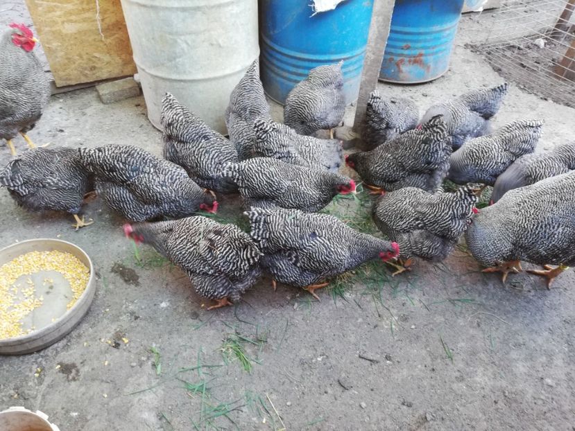  - Plymouth rock barat și Wiandotte