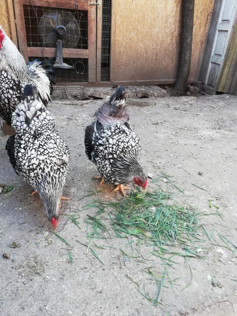  - Plymouth rock barat și Wiandotte