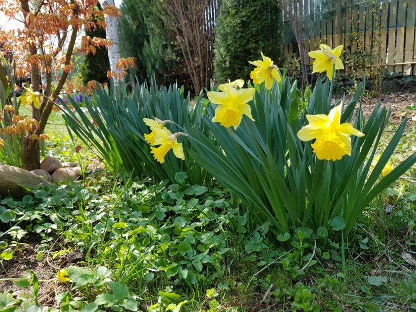 Daffodilus Carlton - 2019 Aprilie