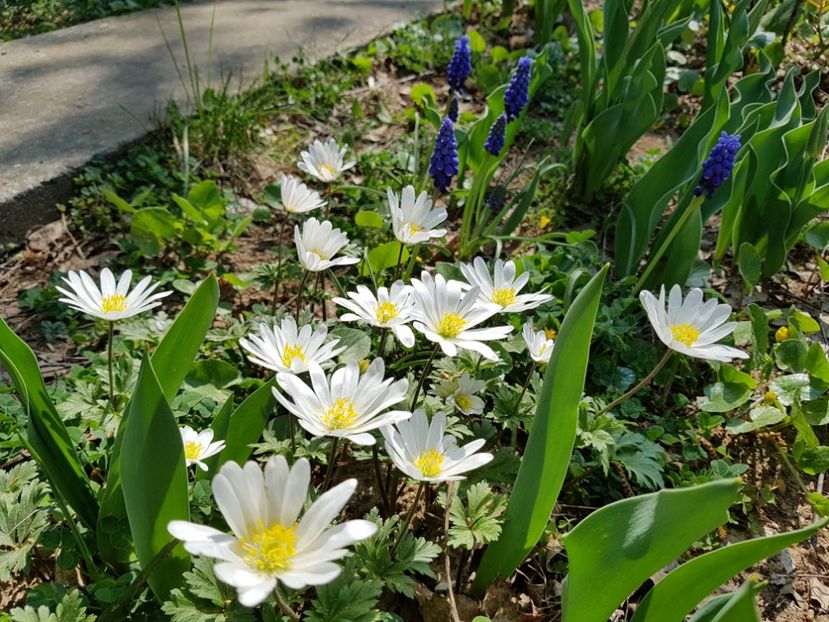 Anemone white splendor - 2019 Aprilie