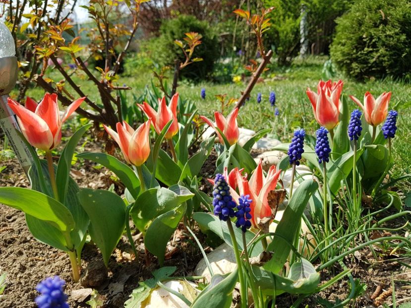 Lalele Pinochio si muscari armeriacum - 2019 Aprilie