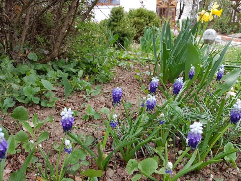 Muscari Mount Hood - 2019 Aprilie