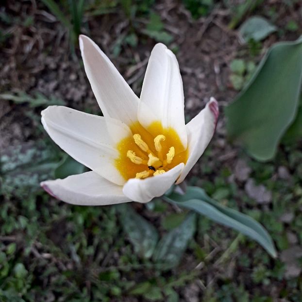  - AAAAA_LALELE 2016_2017_2018_2019