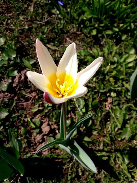  - AAAAA_LALELE 2016_2017_2018_2019