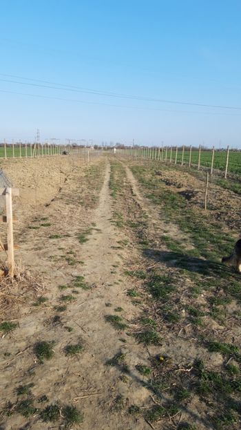  - Livada 1 anul ll 2019