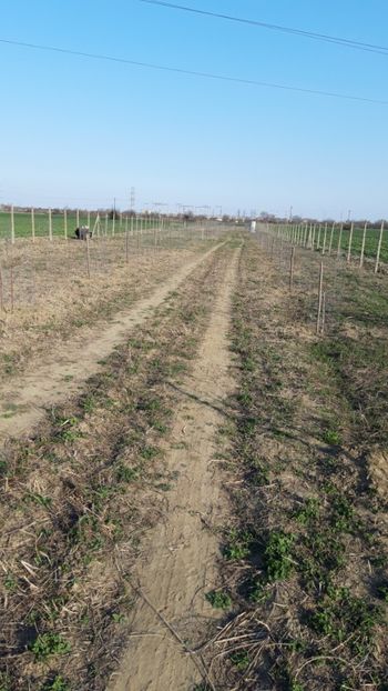  - Livada 1 anul ll 2019