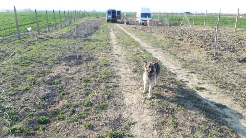  - Livada 1 anul ll 2019