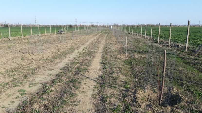  - Livada 1 anul ll 2019