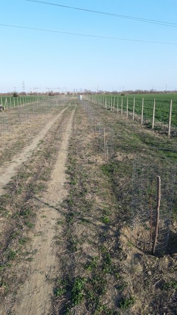  - Livada 1 anul ll 2019