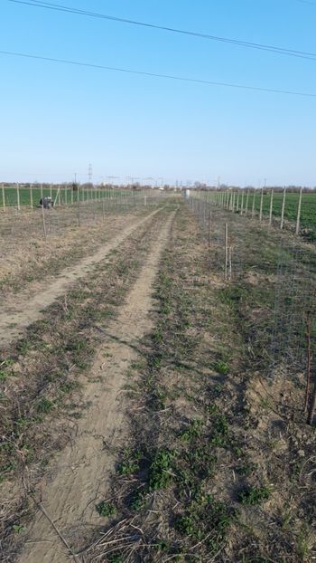  - Livada 1 anul ll 2019