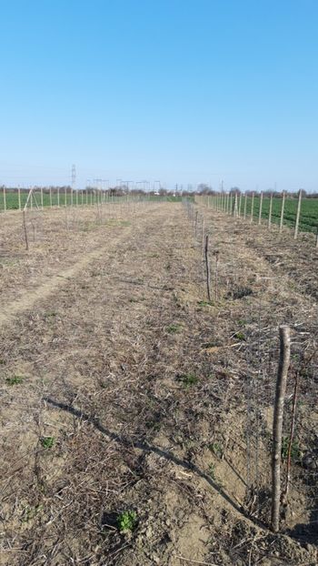  - Livada 1 anul ll 2019