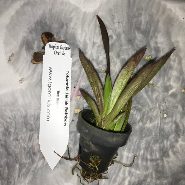  - Plante de interior 2019