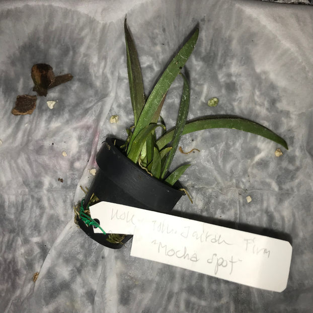  - Plante de interior 2019