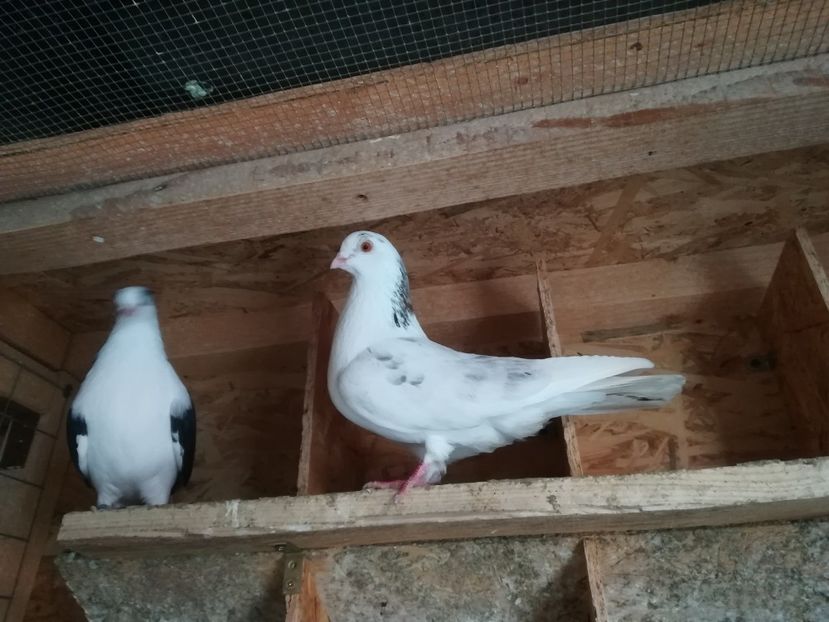  - porumbei care mi-au apartinut