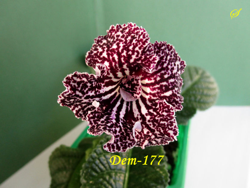 Dem-177(4-04-2019) - Streptocarpusi 2019