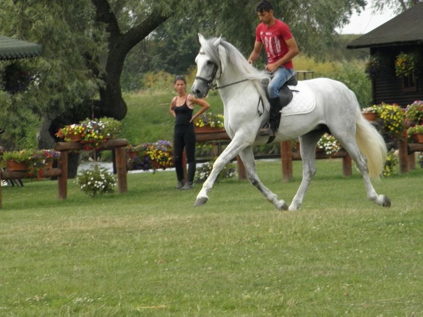 P7270248 - ECHITATIE BRASOV
