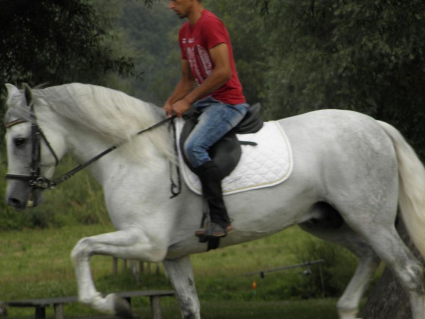 P7270252 - ECHITATIE BRASOV