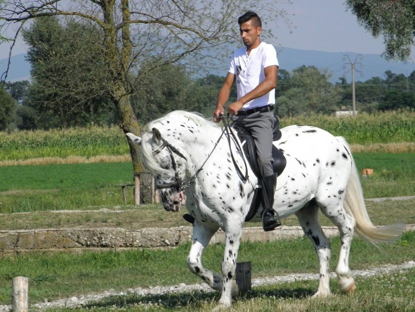 P7240043 - CAI DE VANZARE