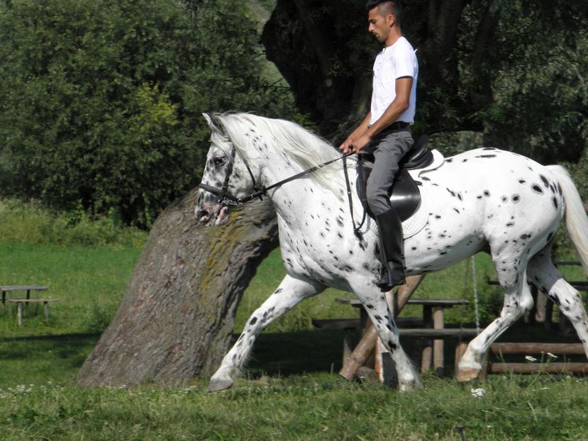 P7240048 - CAI DE VANZARE