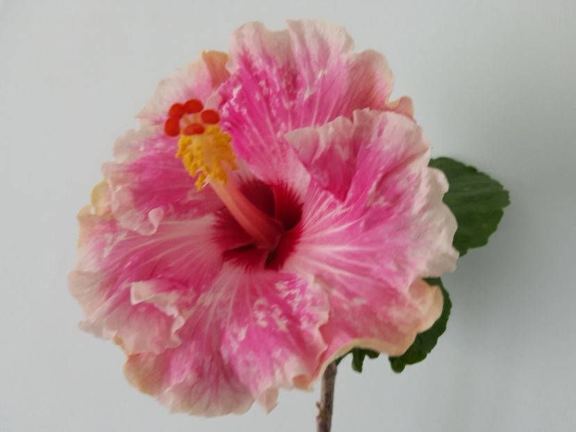  - HIBISCUS 2019